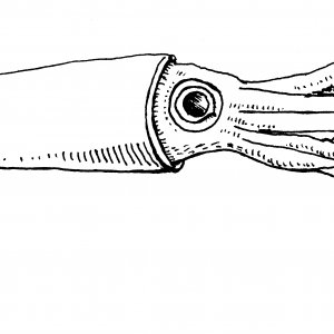Tintenfisch
